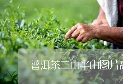 普洱茶三山半山图片高清/2023082969563