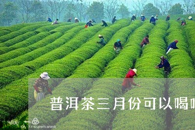 普洱茶三月份可以喝吗/2023101749603