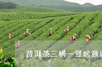 普洱茶三横一竖啥意思/2023061515847