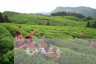 普洱茶三水/2023112637471