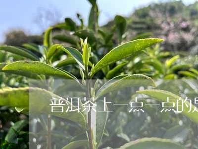 普洱茶上一点一点的是虫子吗/2023110284020