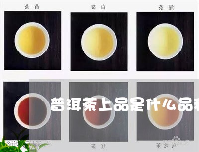 普洱茶上品是什么品种/2023080152926