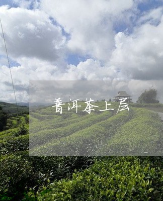 普洱茶上层/2023081803615