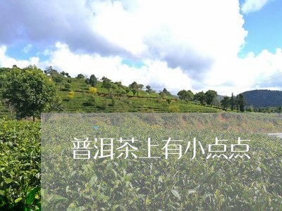 普洱茶上有小点点/2023110306262