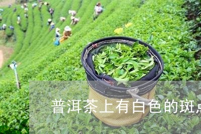 普洱茶上有白色的斑点/2023080202926