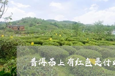 普洱茶上有红色是什么茶/2023082940539