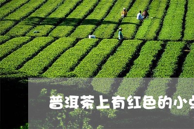 普洱茶上有红色的小点/2023120703047