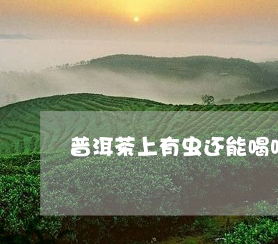 普洱茶上有虫还能喝吗/2023062331625