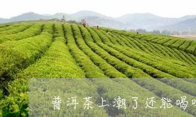 普洱茶上潮了还能喝吗/2023092840391