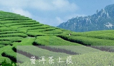 普洱茶上痰/2023090672695