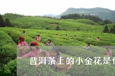 普洱茶上的小金花是什么/2023110179696