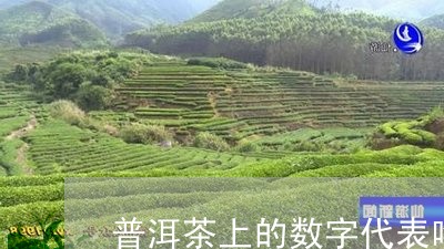 普洱茶上的数字代表啥/2023062251717