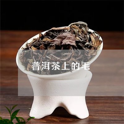 普洱茶上的毛/2023042502463