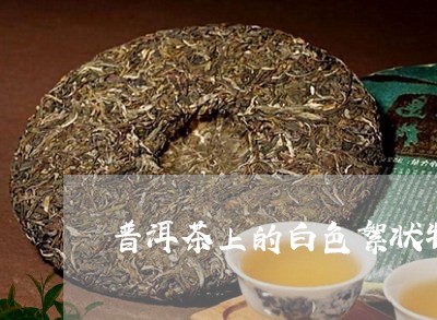 普洱茶上的白色絮状物/2023073054825