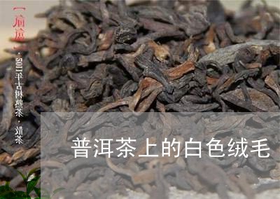 普洱茶上的白色绒毛/2023110349384