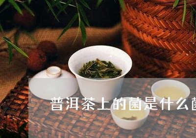 普洱茶上的菌是什么菌/2023120713817