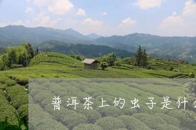 普洱茶上的虫子是什么菌/2023110689361