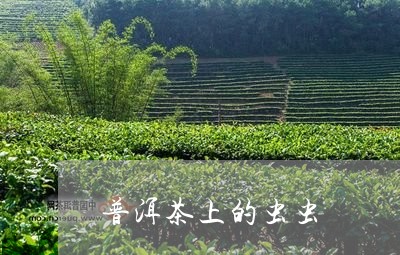 普洱茶上的虫虫/2023120303827