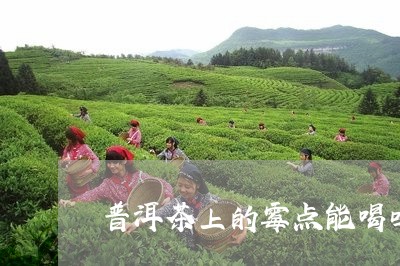 普洱茶上的霉点能喝吗/2023092670715