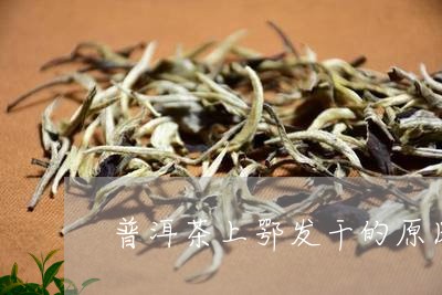 普洱茶上鄂发干的原因/2023092894706