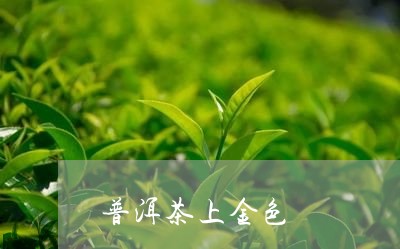 普洱茶上金色/2023091338396