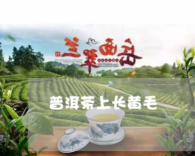 普洱茶上长黄毛/2023120335178