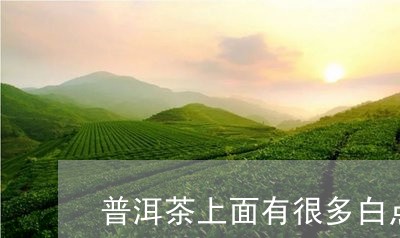 普洱茶上面有很多白点/2023080189371