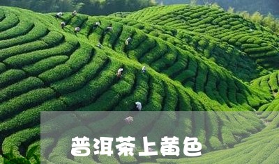 普洱茶上黄色/2023042980411