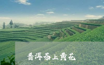 普洱茶上黄花/2023042782692