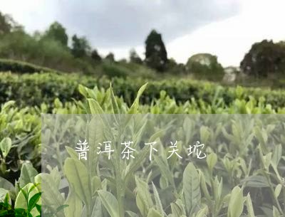 普洱茶下关坨/2023042788123