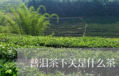 普洱茶下关是什么茶/2023091415928