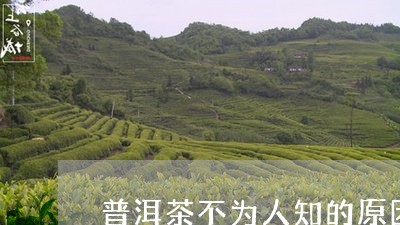 普洱茶不为人知的原因分析/2023110631694