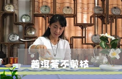 普洱茶不剪枝/2023042721588