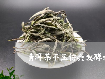 普洱茶不压饼会发酵吗/2023061741613