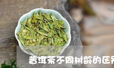 普洱茶不同树龄的区别/2023112414148