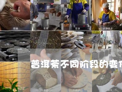 普洱茶不同阶段的变化/2023100872715