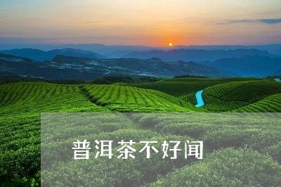 普洱茶不好闻/2023042978296