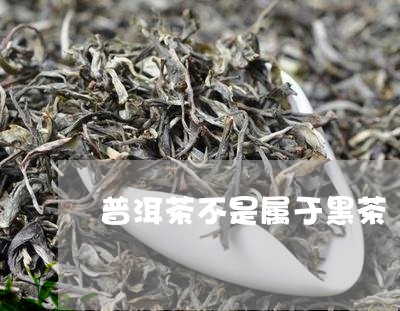 普洱茶不是属于黑茶/2023091463939