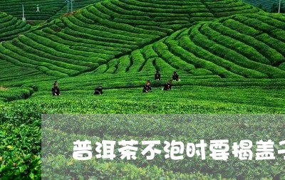 普洱茶不泡时要揭盖子/2023092660692