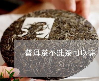 普洱茶不洗茶可以嘛/2023091467381