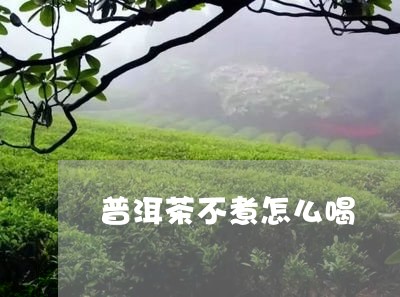 普洱茶不煮怎么喝/2023120424025