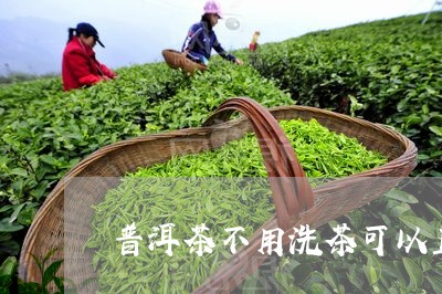 普洱茶不用洗茶可以直接喝吗女生/2023121679593