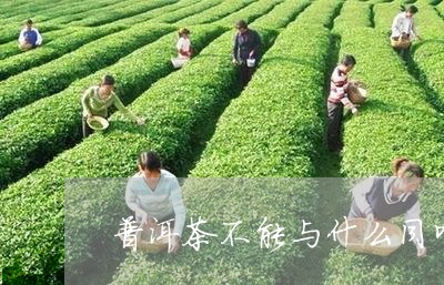 普洱茶不能与什么同听/2023062273947