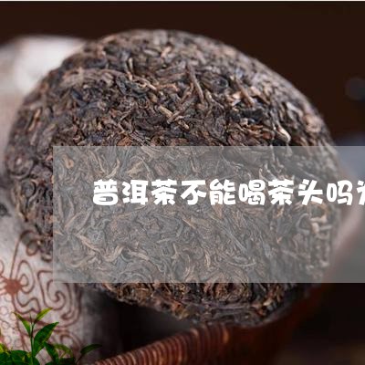 普洱茶不能喝茶头吗为什么/2023081526158