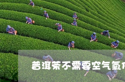 普洱茶不需要空气氧化吗/2023081406149