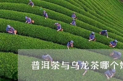 普洱茶与乌龙茶哪个好/2023062493724