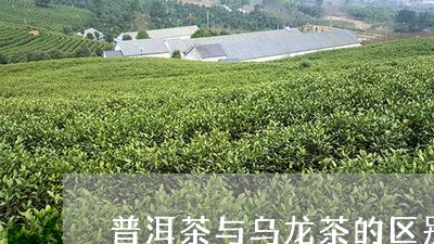 普洱茶与乌龙茶的区别八角亭普洱茶/2023060330615