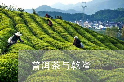 普洱茶与乾隆/2023042868197