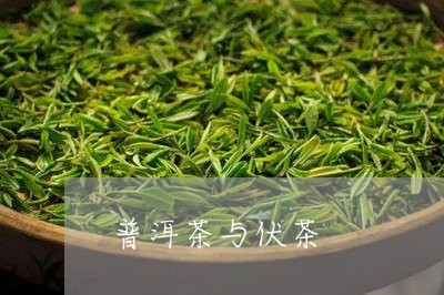 普洱茶与伏茶/2023042886920