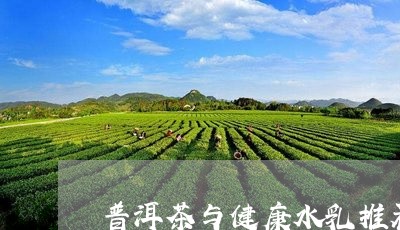 普洱茶与健康水乳推荐/2023093057270